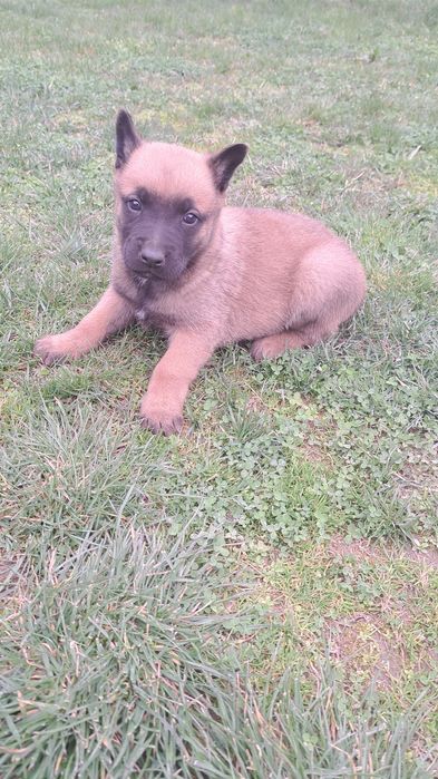 Donez pui/catei ciobănesc belgian malinois