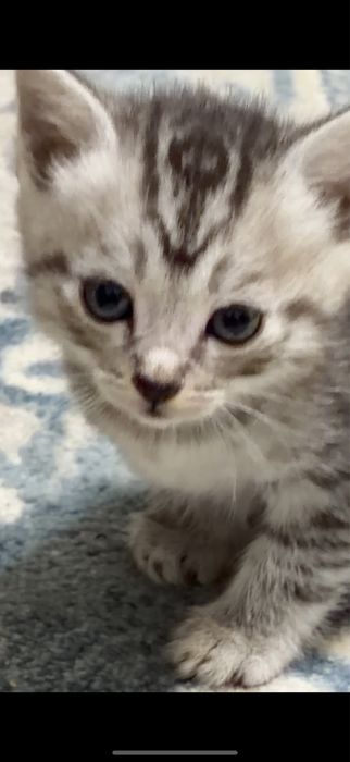 Продам котенка девочка