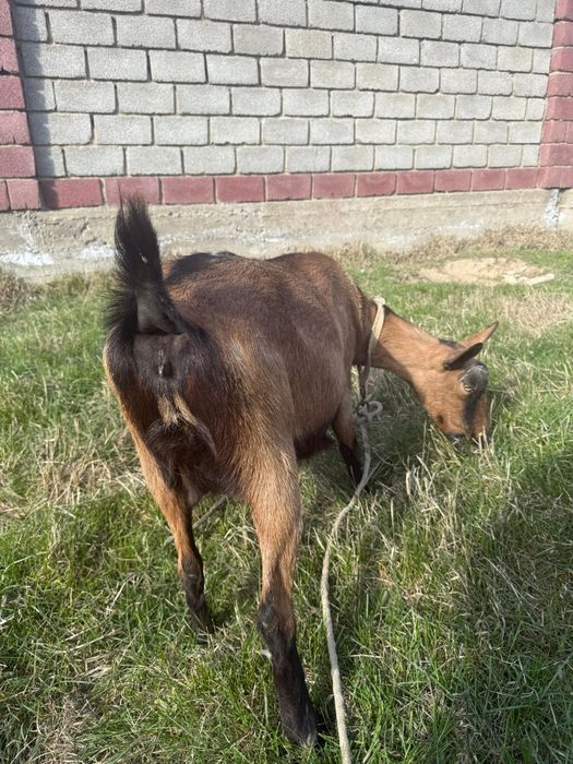 Ешкі сатылады. Француз Альпи парода