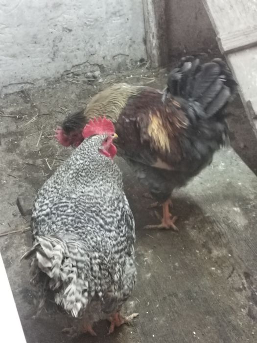 Продам петухов...