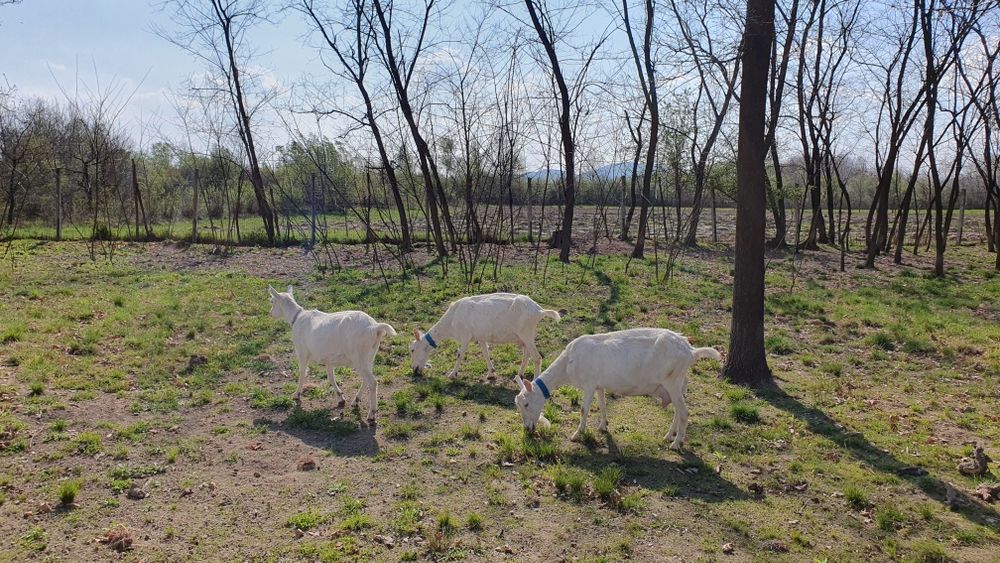 Iada/ ieduță Saanen