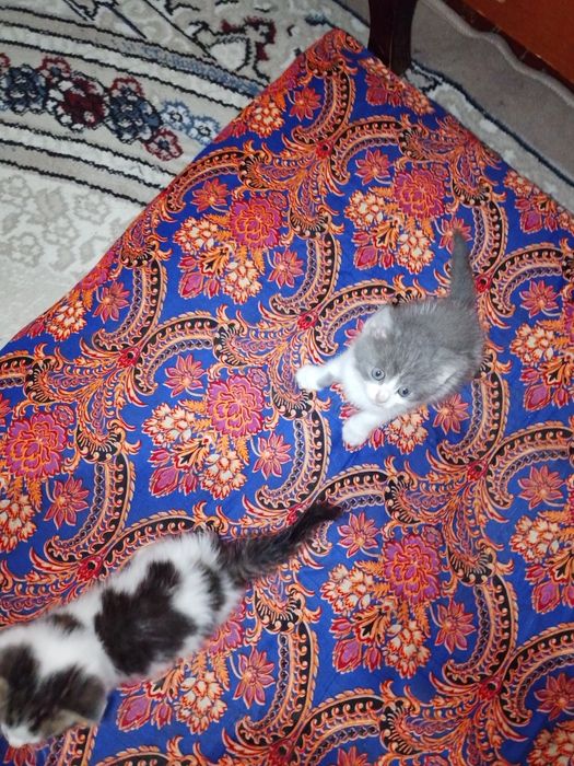 Отдаю даром котят ухоженные