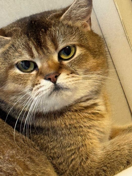 вислоушки  мальчики