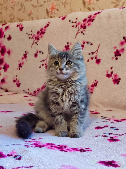 Котёнок- девочка 1,5 месяца