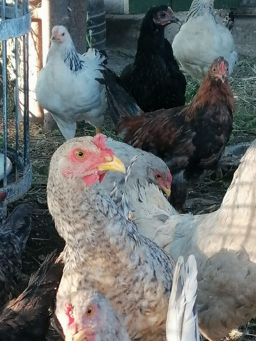 Продам куриц 32.