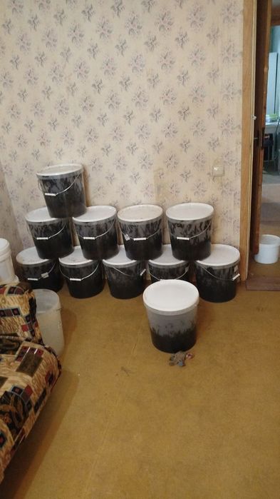 Zuluk пиявки продается пиявки