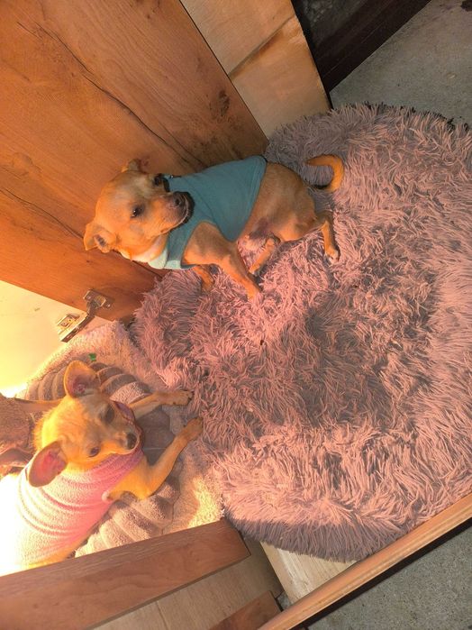 Продавам женски кученца, порода чихупинчер