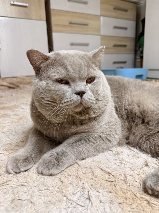 Открыто раннее бронирование на котят премиум класса