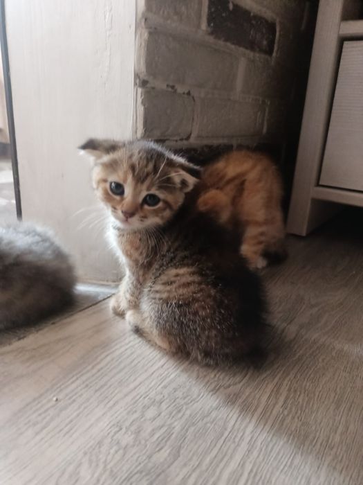 Отдам котят девочки