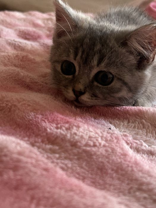 котенок Скоттиш страйт