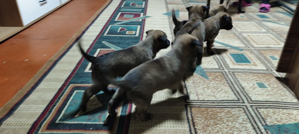 Продам щенков бельгийской малина