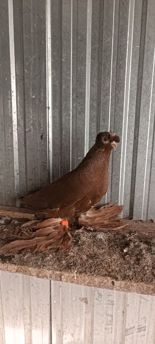 Продам голубей...