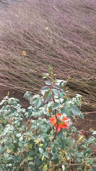 Мевали кучатлар сотилади