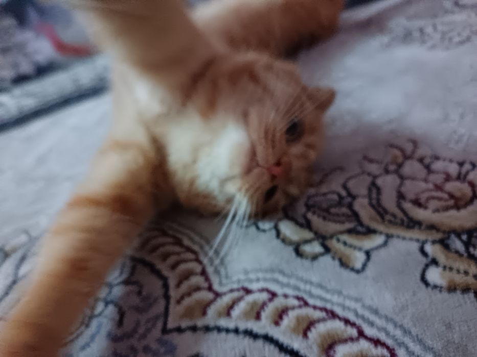 erkak mushuk skottish fold sotiladi