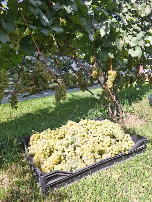 Саженцы винограда