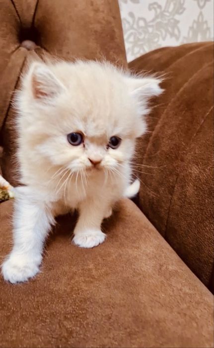 Продаются очаровательные котята породы Скоттиш-фолд