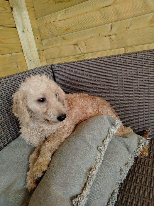 Мини пудел, мини, той