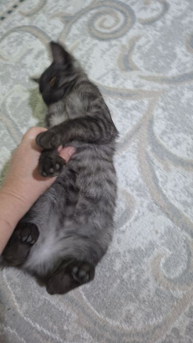 Котенок бесплатно