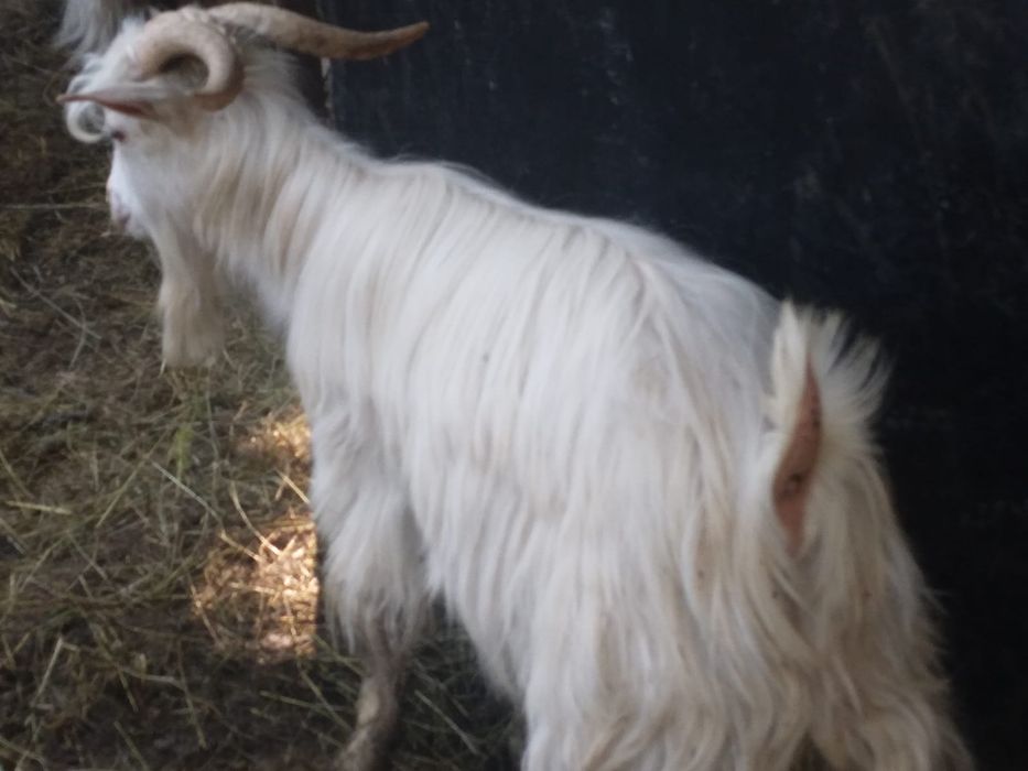 Vând țap de anul trecut