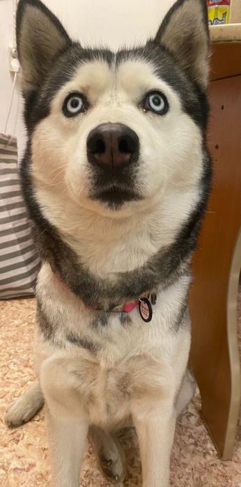 Отдам хаски девочку