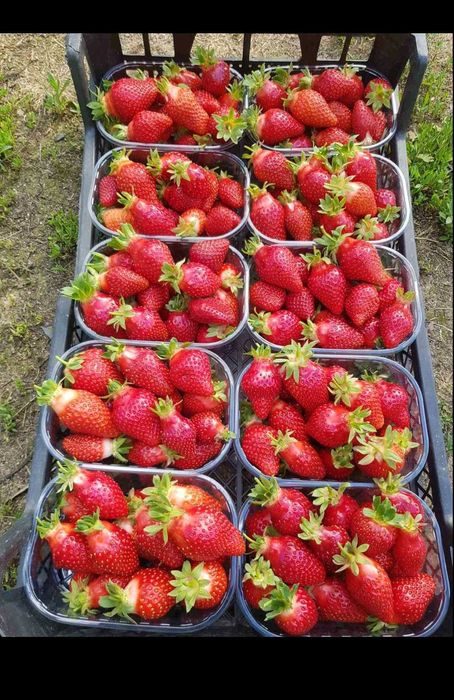 Ягоди разсад в тарелка от 28/бр