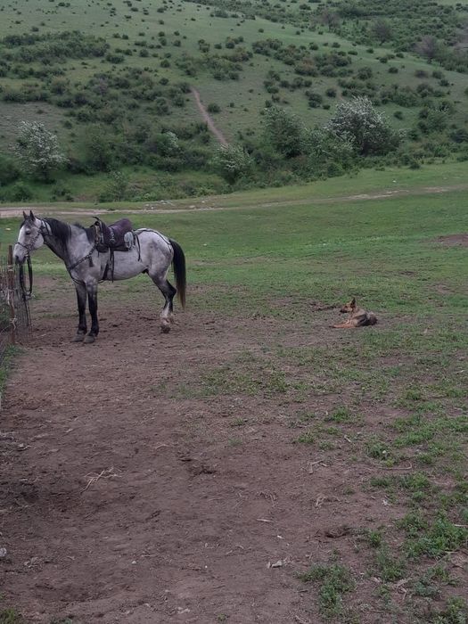 Кок айгыр серый конь