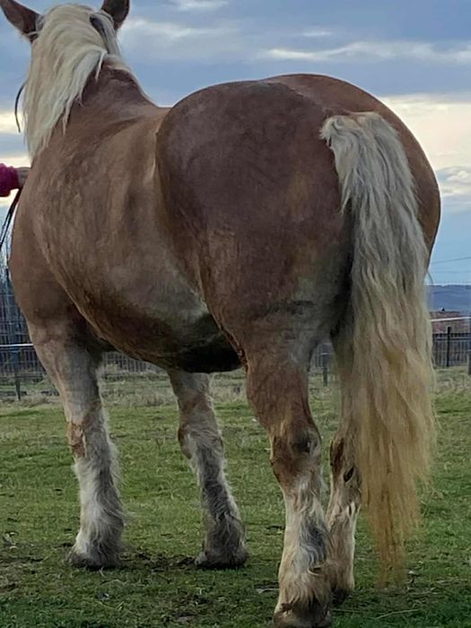 Iapa percheron cu manz langa ia