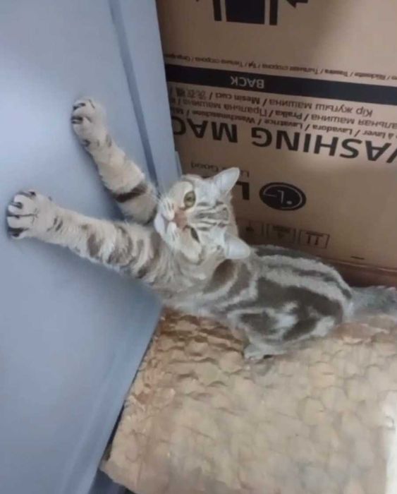 Необычная кошечка ищет дом