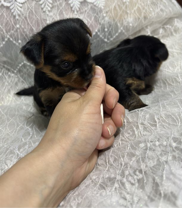 Готовятся к продаже ЩЕНКИ