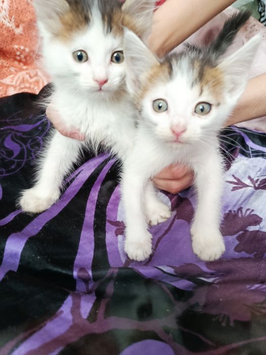 Котята в хорошие руки