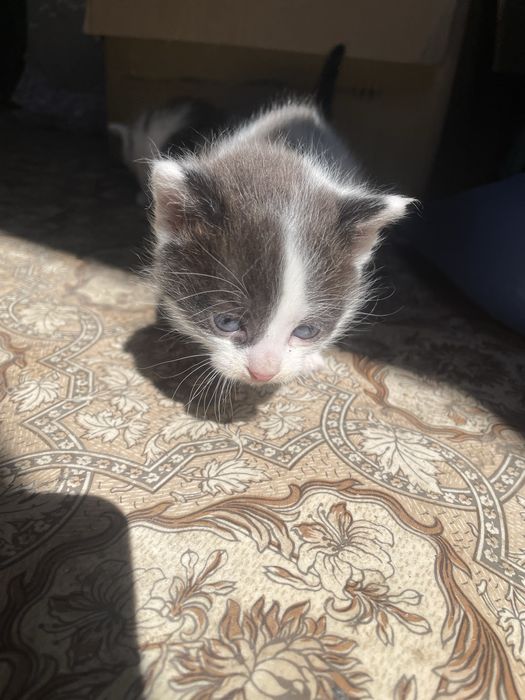 отдам котят в добрые руки