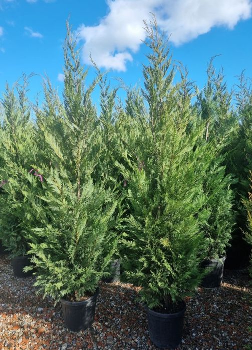 Leylandii pentru gard viu profesional – plante aclimatizate