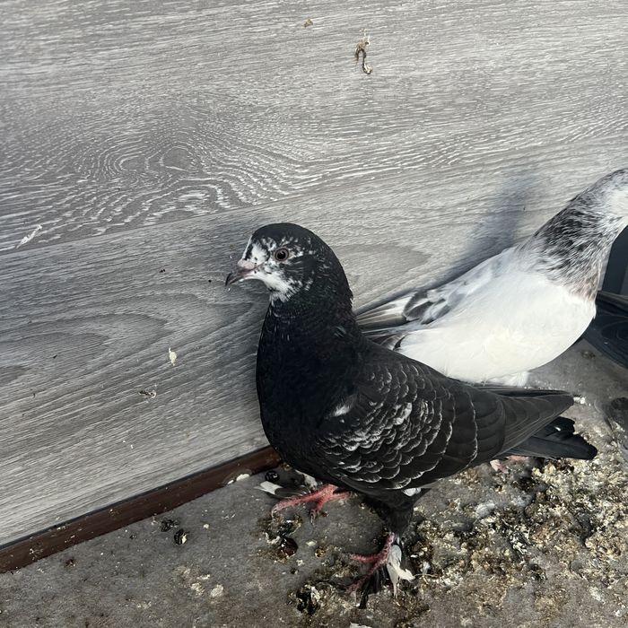 Кептер балапандары сатылады