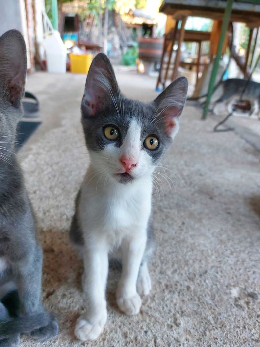 Подарявам котенца