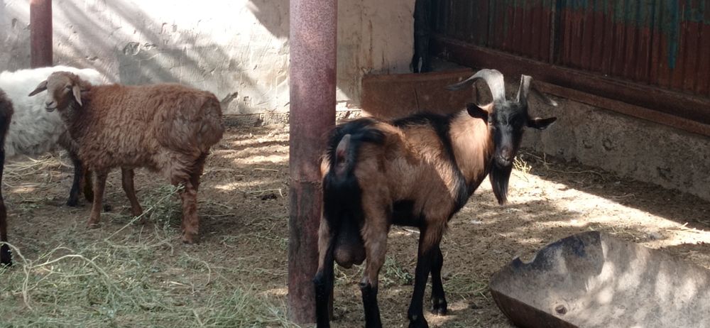 Занен пародалы ешкилер  сатылады