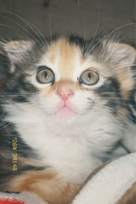 Вислоухий котенок