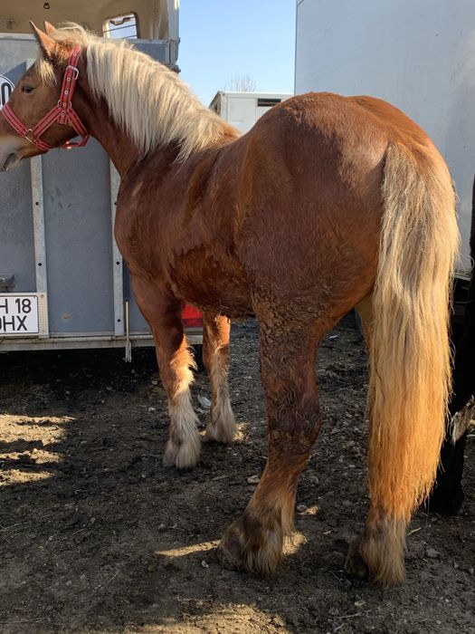 Vand manz …………….