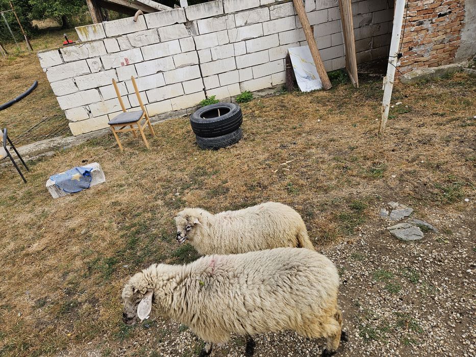 Vand Miei 2 mieluțe