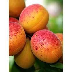 10 pomi fructiferi 160 lei.Cisesi.Piersic.Prun.Mar.Catina.Mur.Aronia.