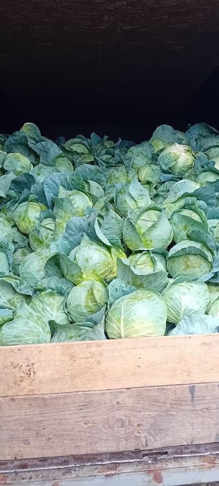 Vând varza Bucharest