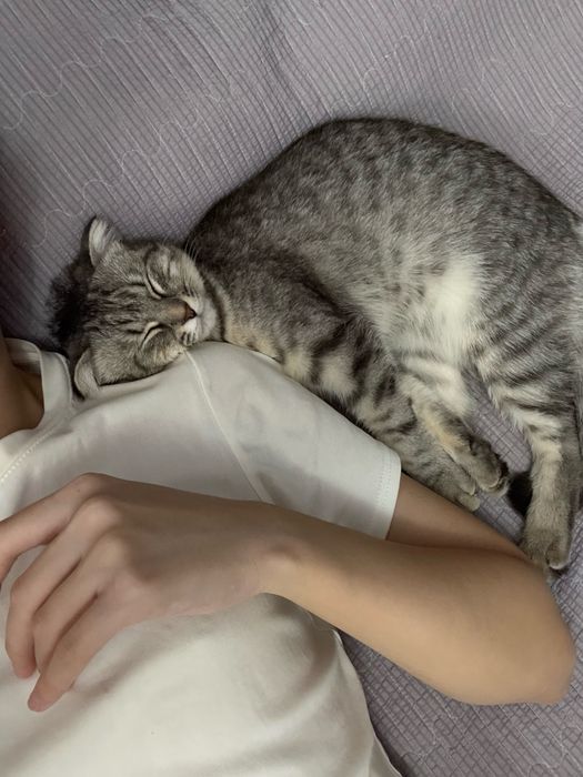 Кошка. Мысық сатылады