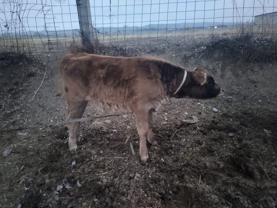 Продается корова