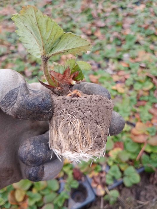 Stoloni de căpșuni la alveola.