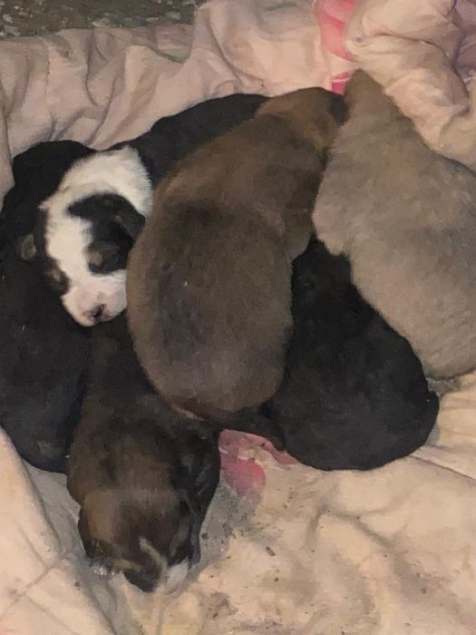 Бесплатно щенята