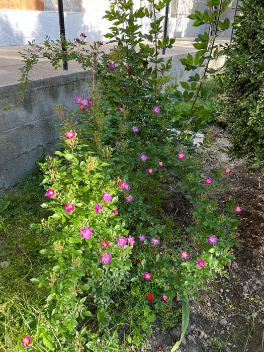 Девор, вайиш қилиб кўтарадиган гуллар. Голланд нави.