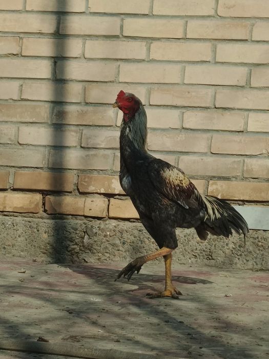 Dakan xo'roz sotiladi