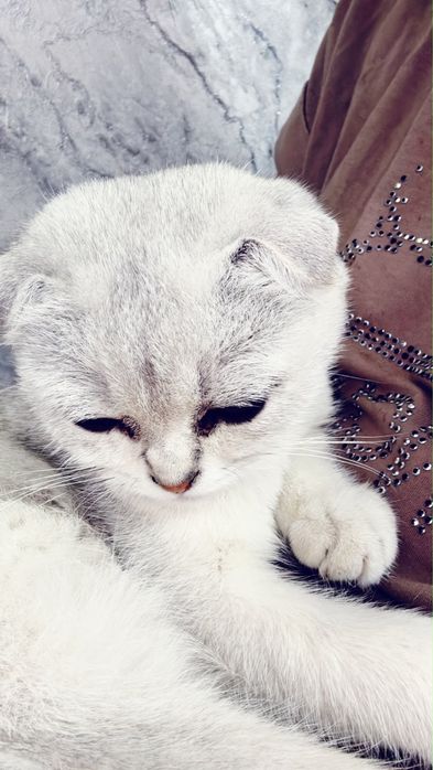 Шотландская вислоухая кошечка