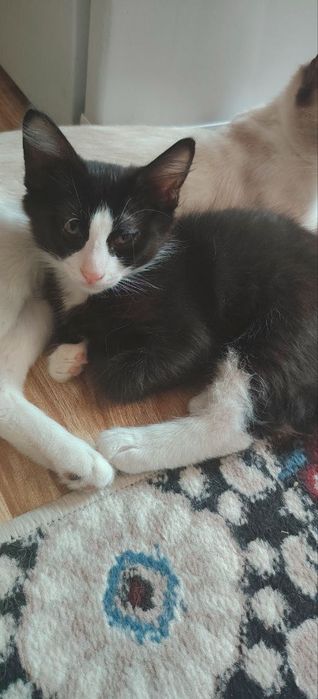 Отдаются котята в хорошие руки