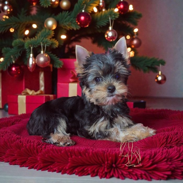 Йоркширски териер-момиче