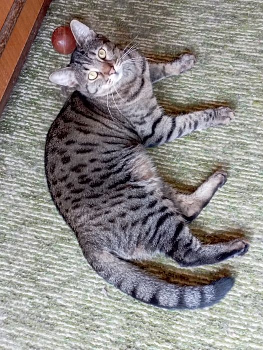 Тигра 1 годишна красавица.